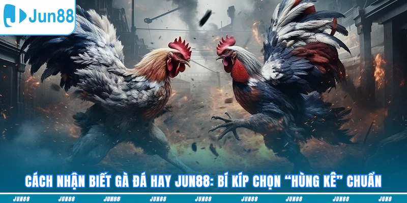 Cách nhận biết gà đá hay