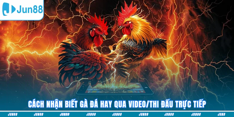 Cách nhận biết gà đá hay qua video/thi đấu trực tiếp