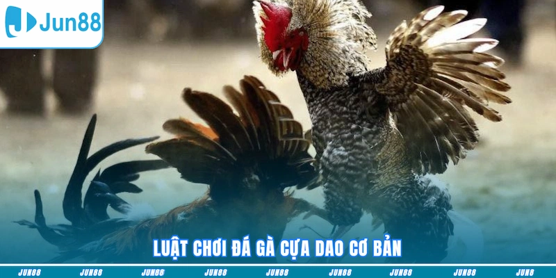 Luật chơi đá gà cựa dao cơ bản