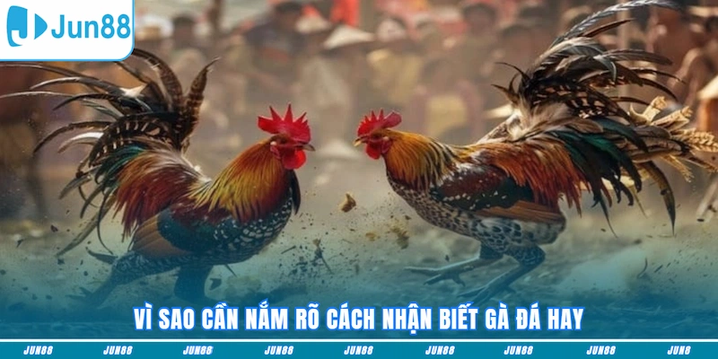 Vì sao cần nắm rõ cách nhận biết gà đá hay